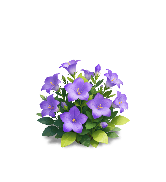 Purple Balloon Flower