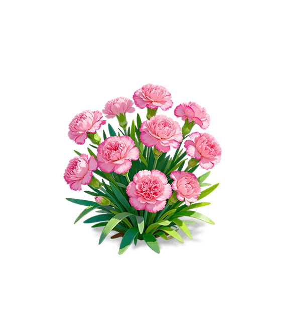 Pink Carnation