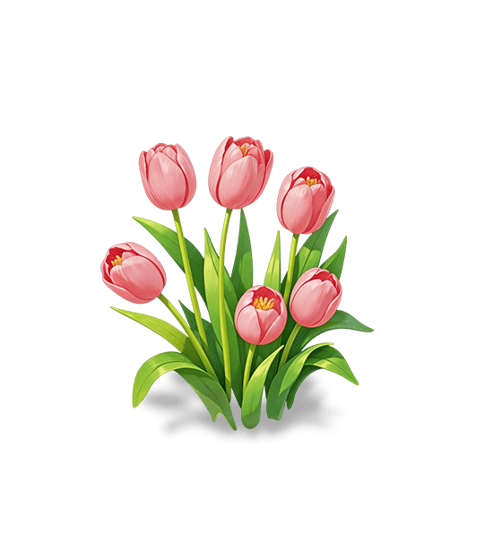 Pink Tulip