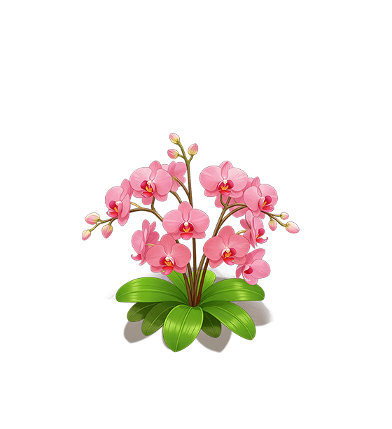 Pink Moth Orchid