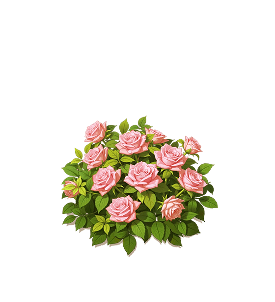 Pink Rose
