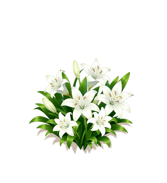 White Lily