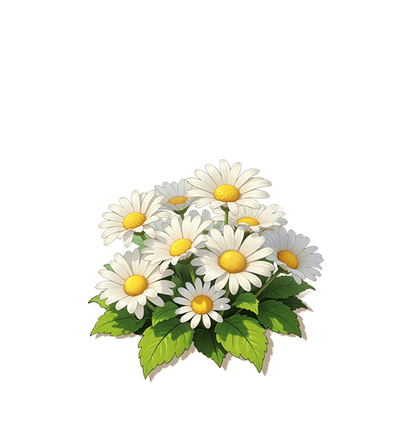 White Daisy