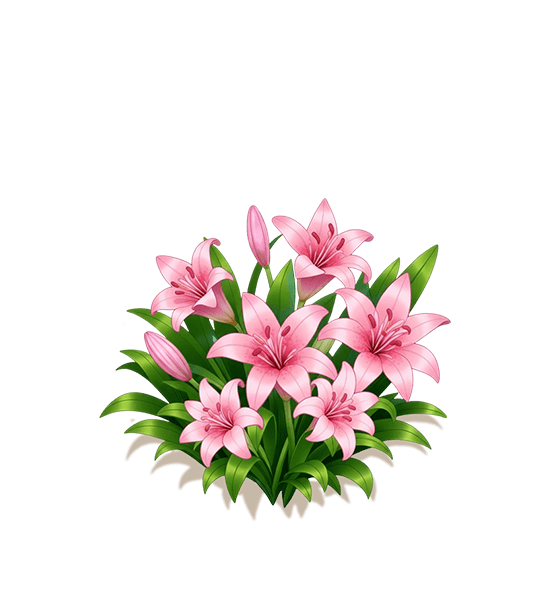 Pink Lily