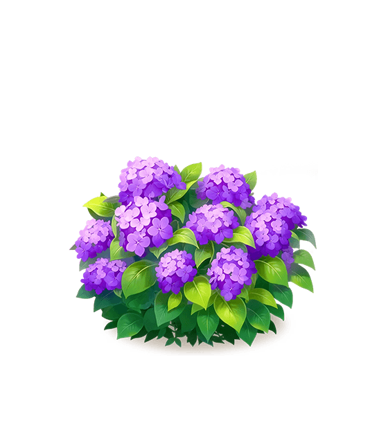Purple Hydrangea