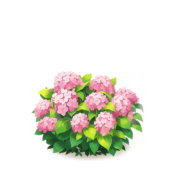 Pink Hydrangea