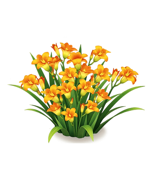 Orange Freesia