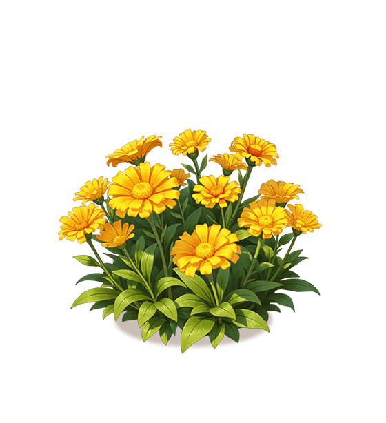 Golden Yellow Pot Marigold
