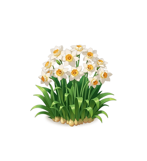 White Daffodil