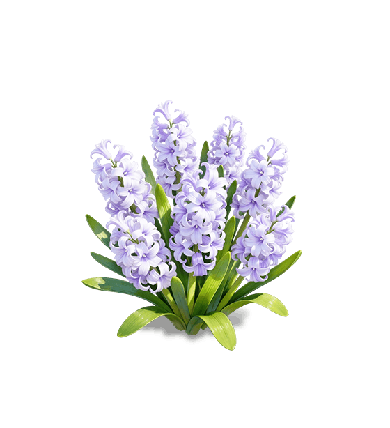 Purple Hyacinth