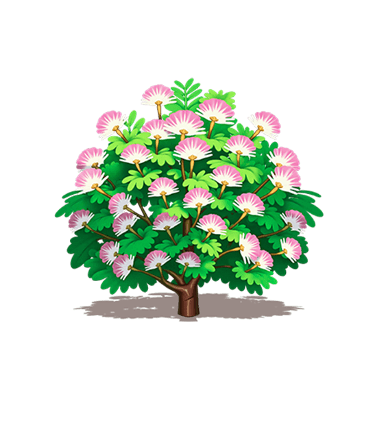 Soft Pink Silktree Flower