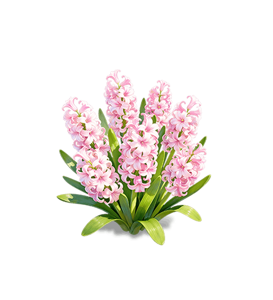 Soft Pink Hyacinth