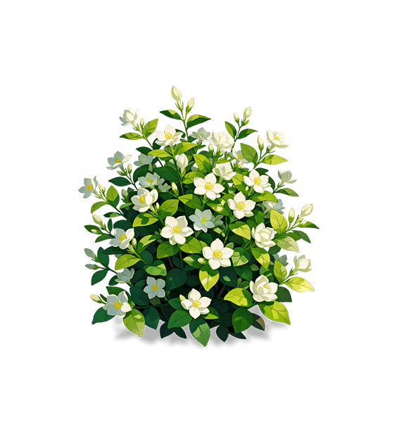 White Jasmine