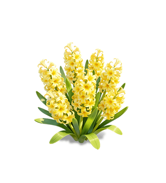 Yellow Hyacinth
