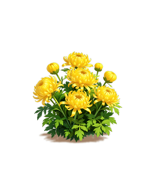 Yellow Spoon Chrysanthemum