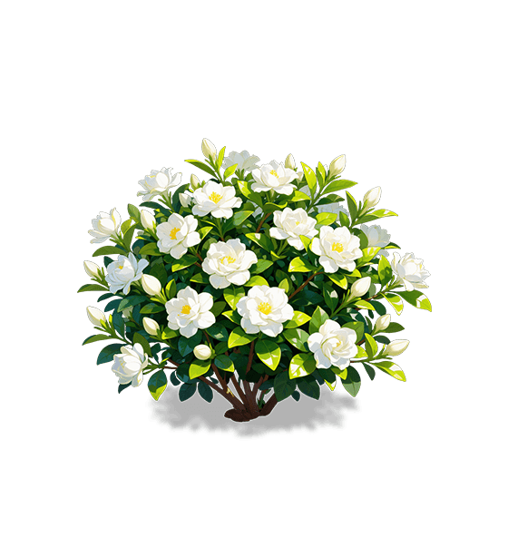White Gardenia