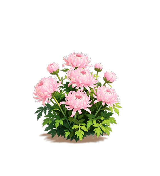 Pink Spoon Chrysanthemum