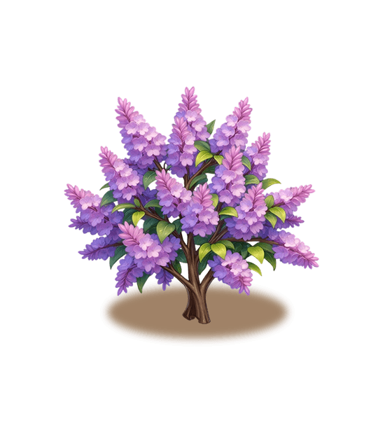 Purple Lilac