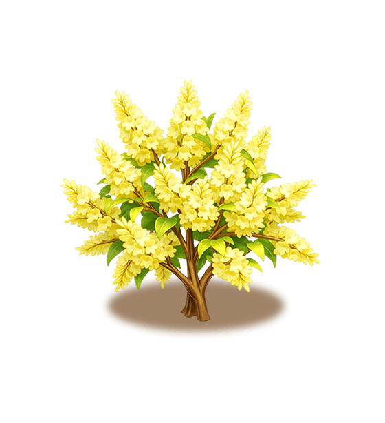 Yellow Lilac