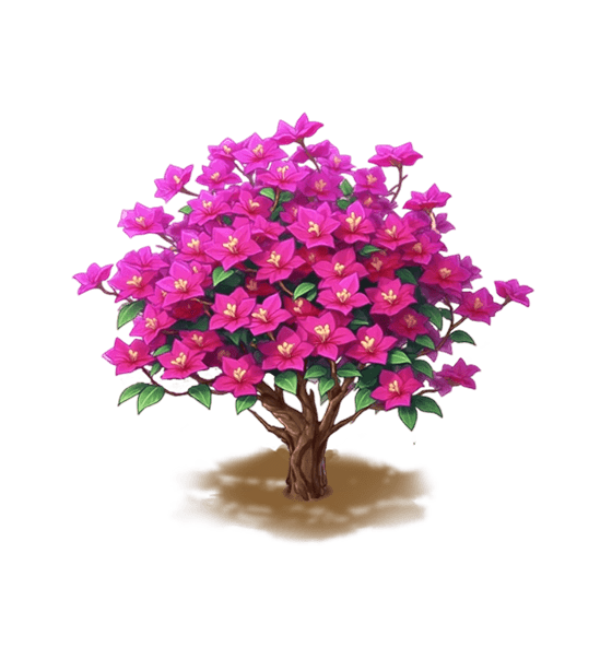 Purple Bougainvillea
