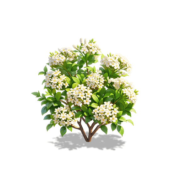 White Murraya