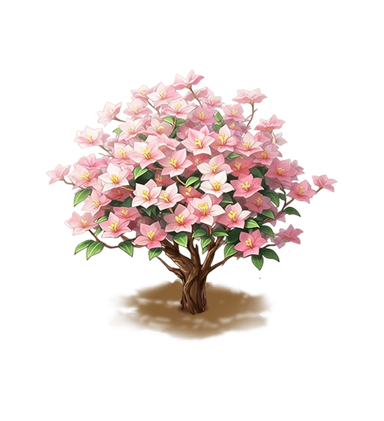 Pink Bougainvillea
