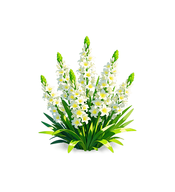 Sacred Heart Lily