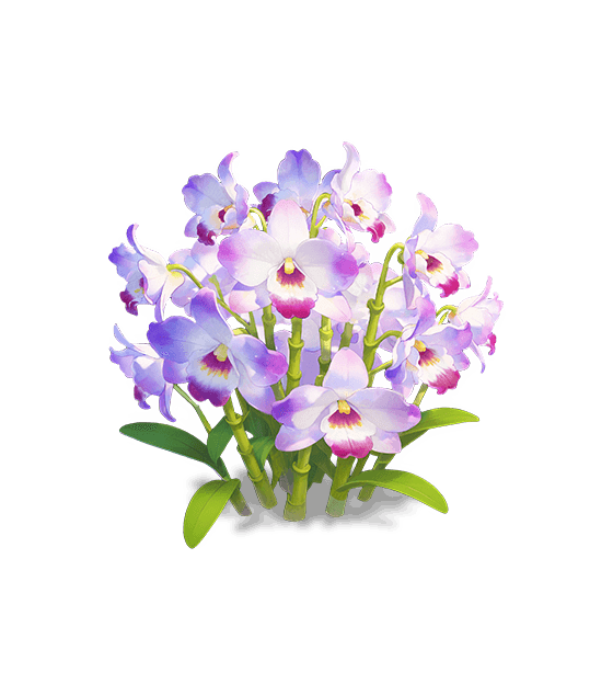 Dendrobium noble givré