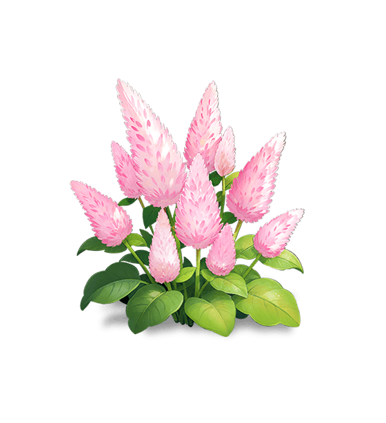 Mulla-mulla rose