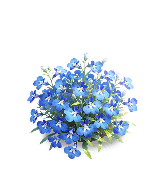 Lobélie bleue-blanche