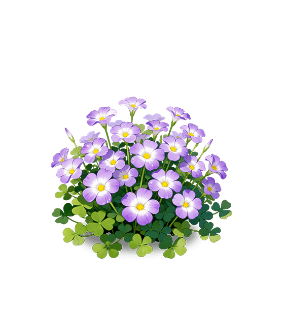 Oxalis violet