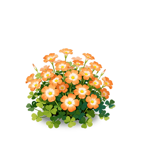 Oxalis orange