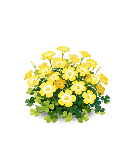 Oxalis jaune