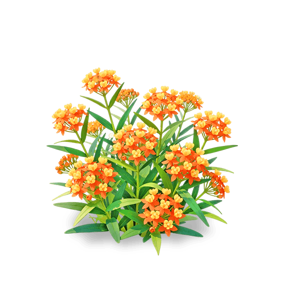 Asclépiade Flamme orange