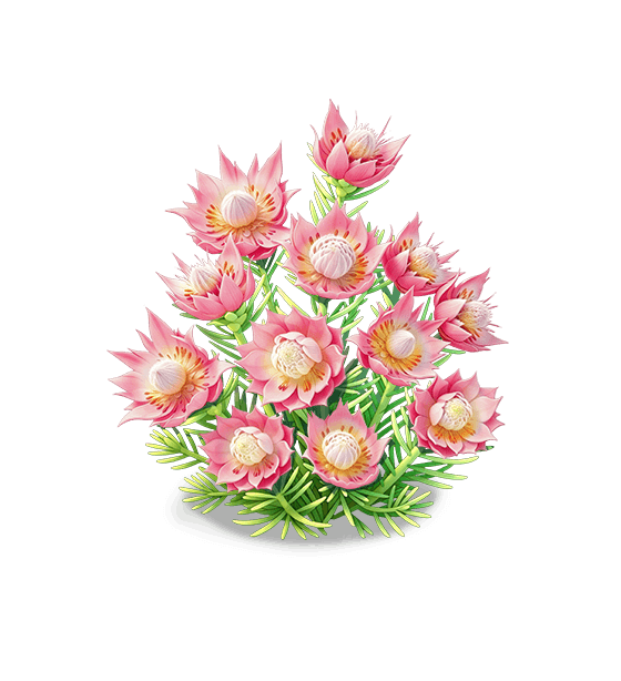 Mariée pudique cramoisie rosée