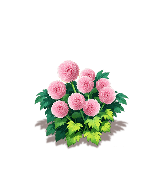 Soft Pink Ping Pong Chrysanthemum