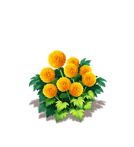 Light Orange Ping Pong Chrysanthemum