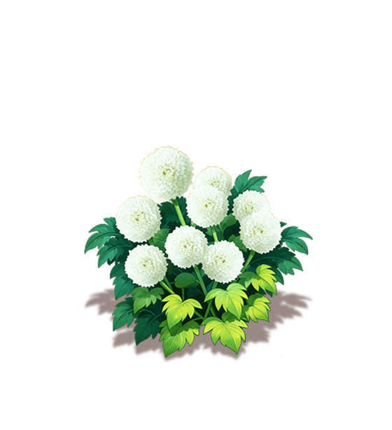 White Ping Pong Chrysanthemum