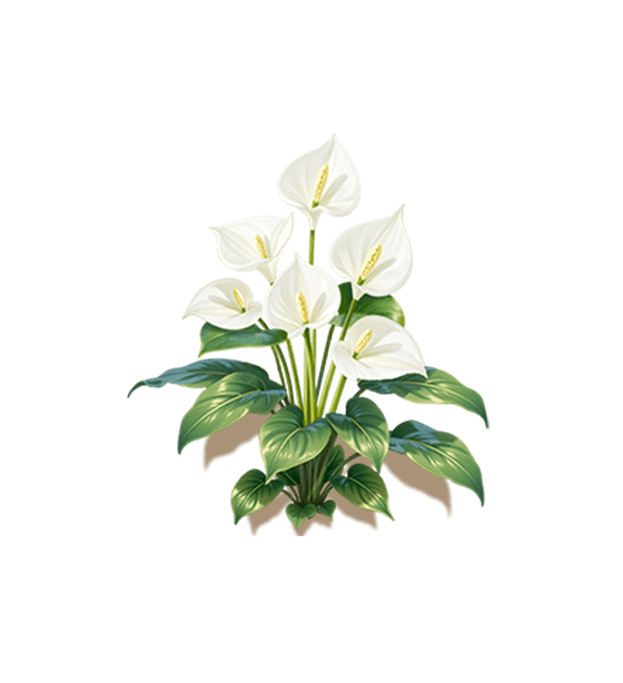White Flamingo Flower