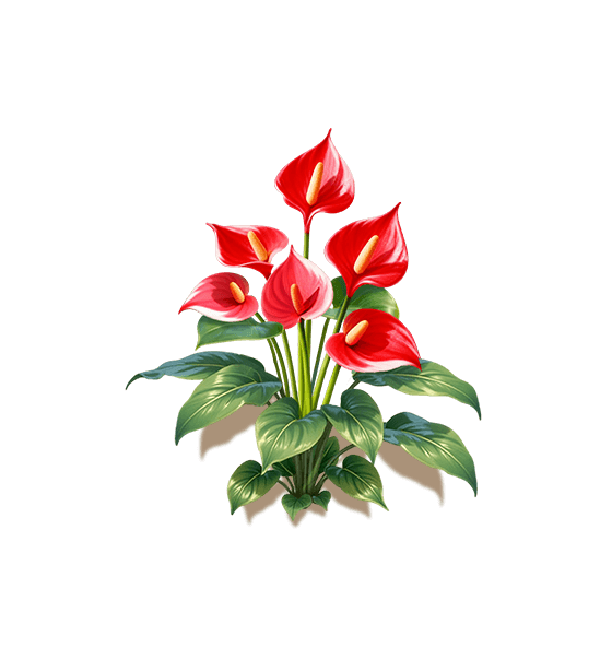 Red Flamingo Flower