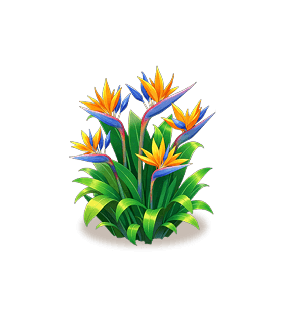 Bird of Paradise