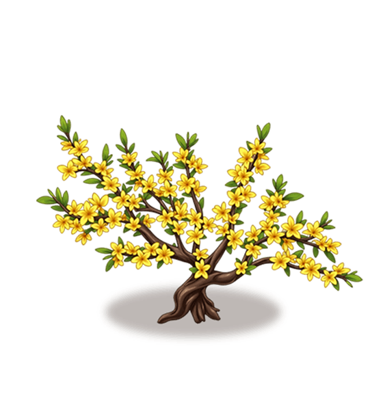 Winter Jasmine