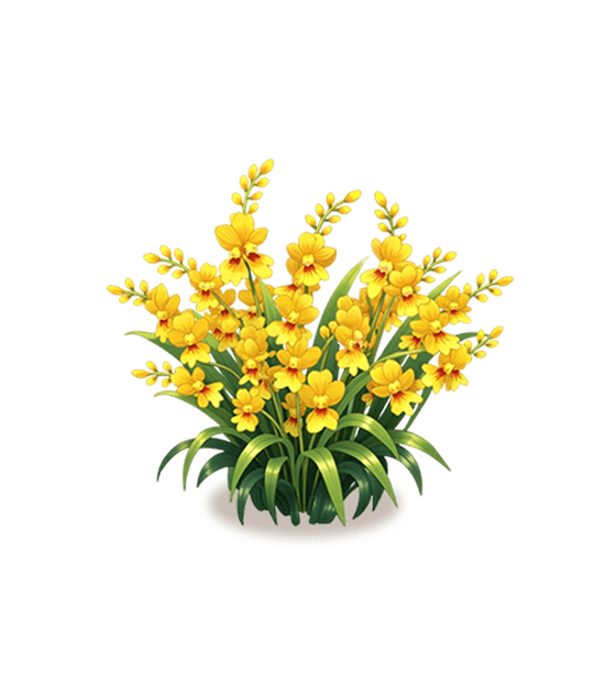 Yellow Dancing Lady Orchid