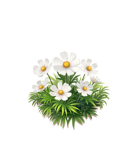 White Cosmos
