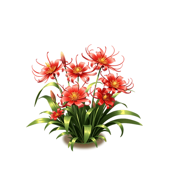 Red Spider Lily