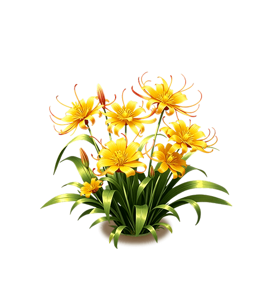 Golden Spider Lily
