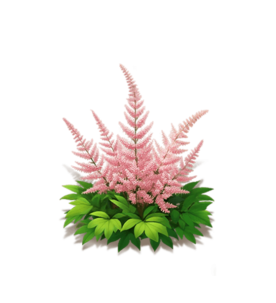 Pink Astilbe