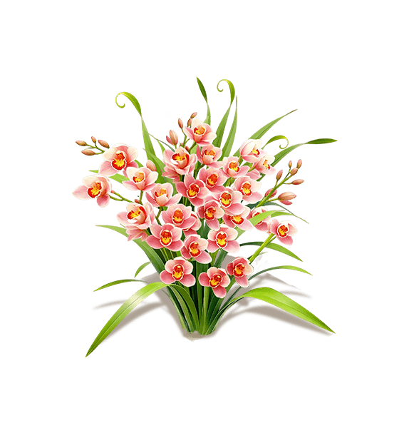 Pink orchid