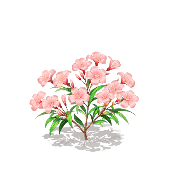 Pink Oleander
