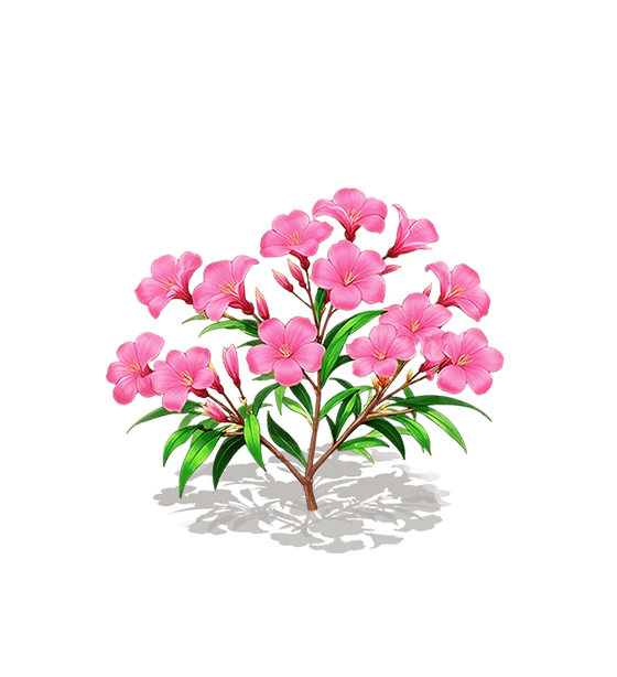 Magenta Oleander